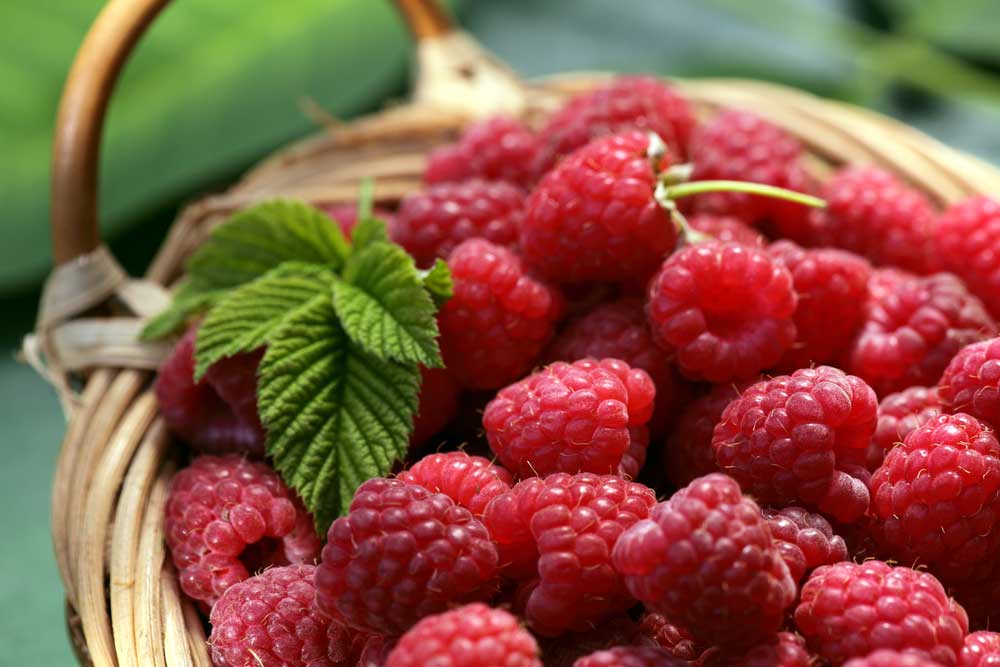 Raspberries Benefits