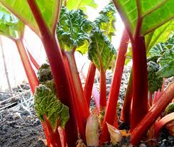 Eco Rhubarb Benefits