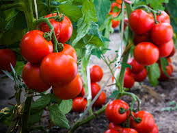 Fresh Eco Tomatoes