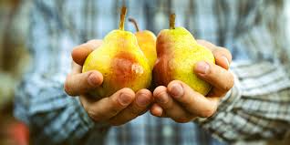 Pears in hand