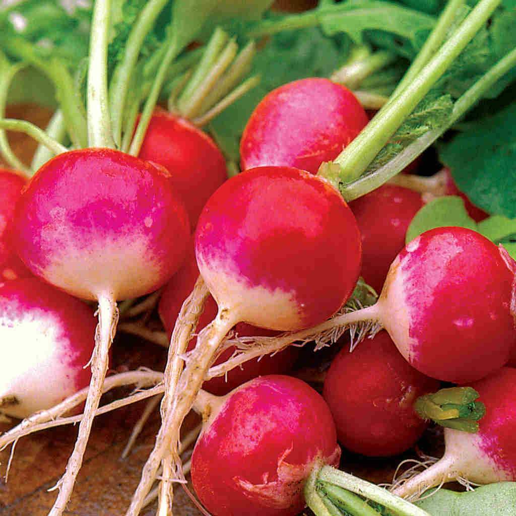 Radishes