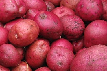 Red-potato-fresh