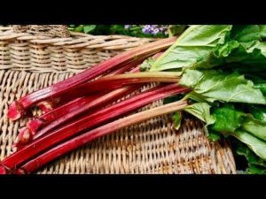 Rhubarb Benefits – Evergreen Tips