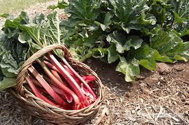 Rhubarb Benefits