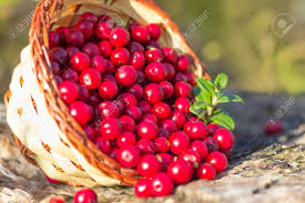 cranberries fruit