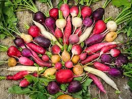 radishes-from-cure