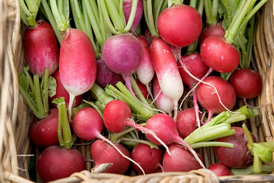 radishes-from-cure_natural